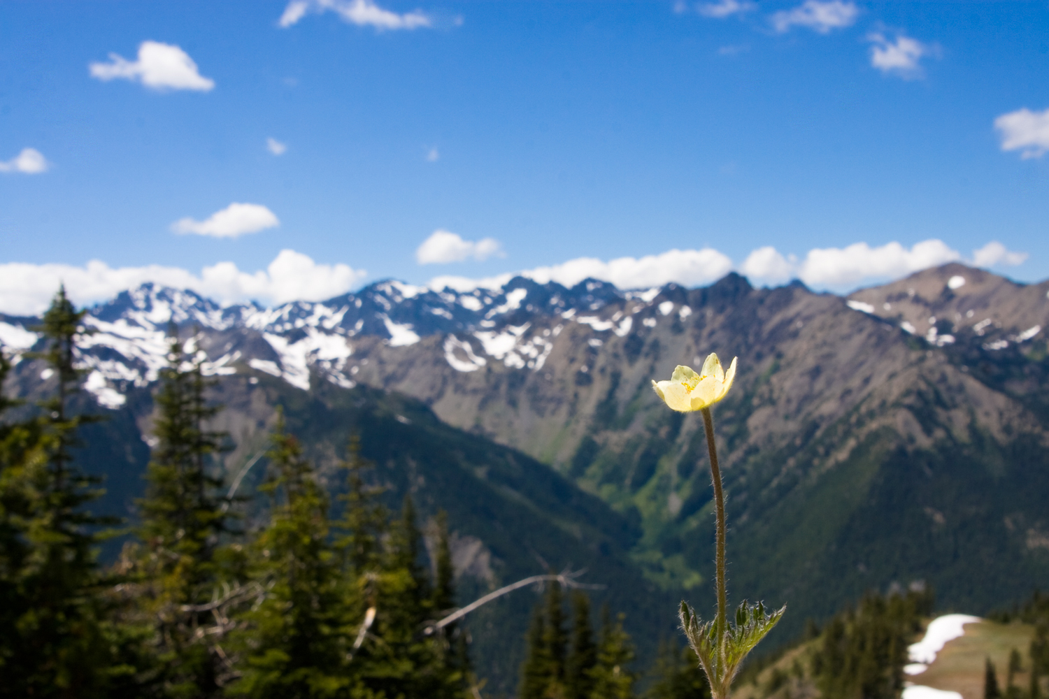 marmot-pass-flower-1