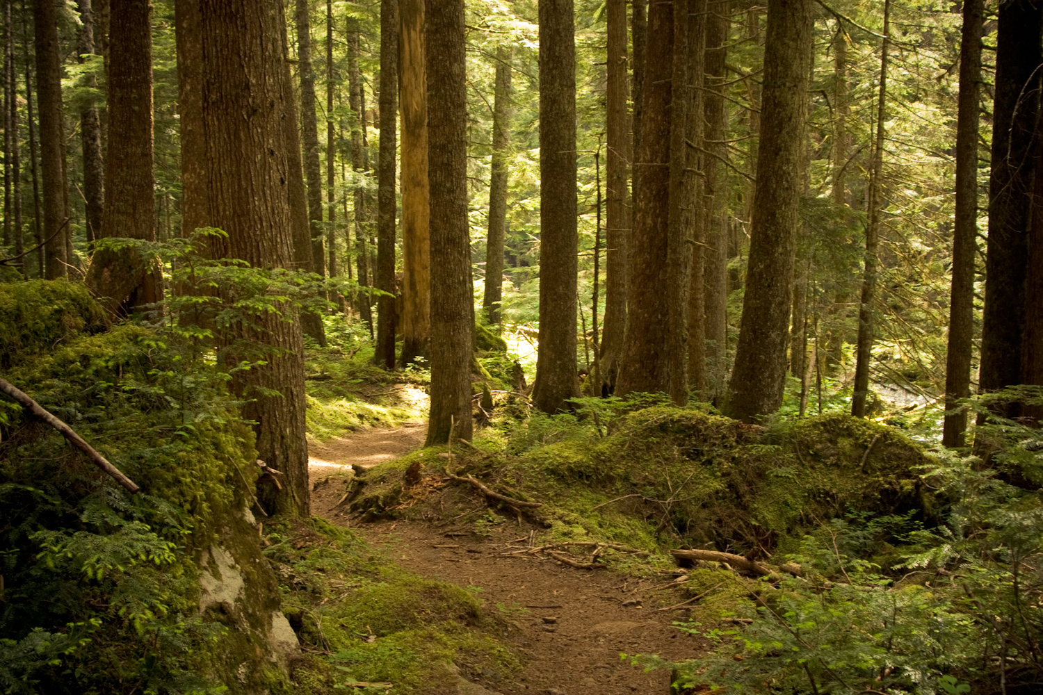 marmot-pass-forest-1