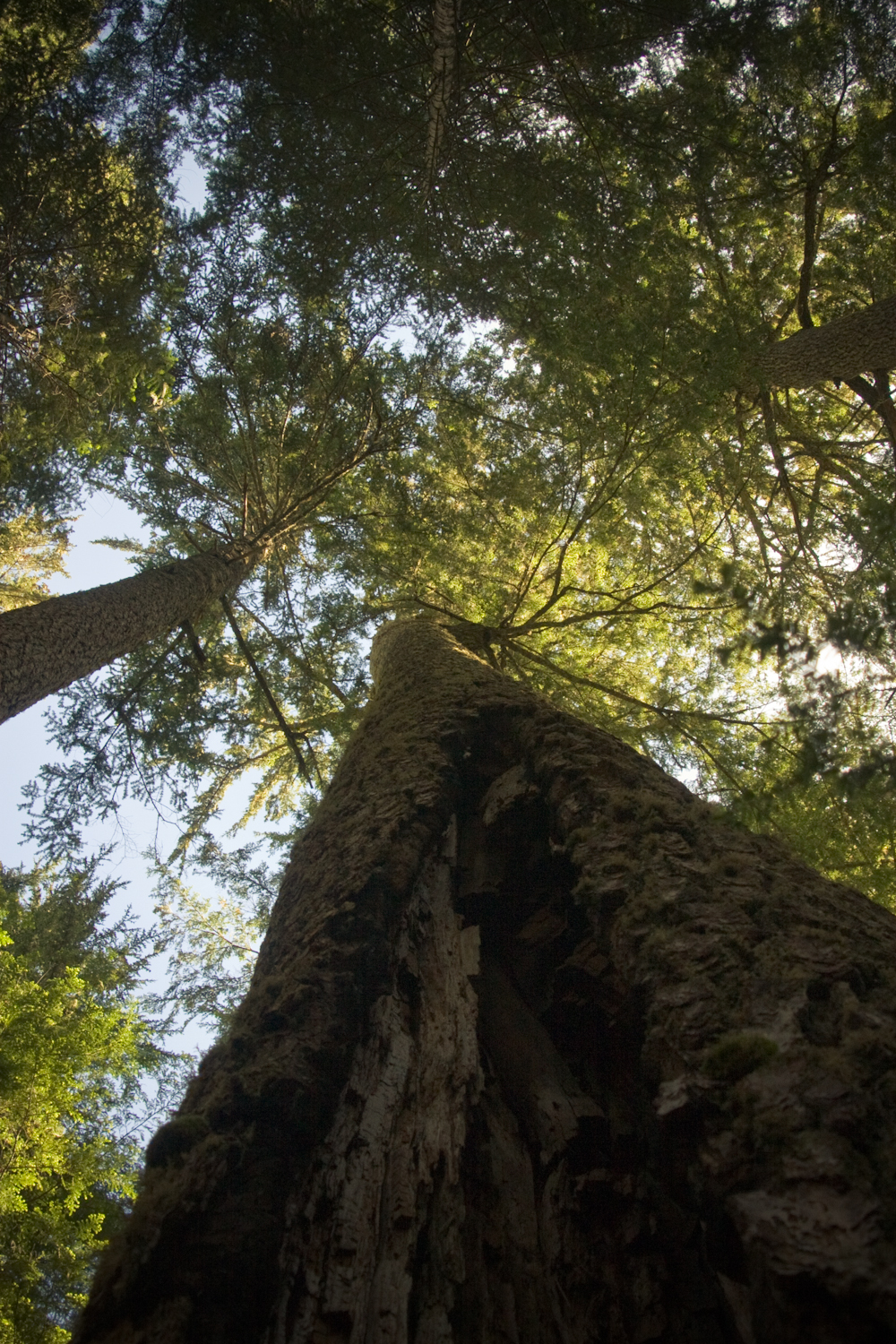 marmot-pass-tree-1